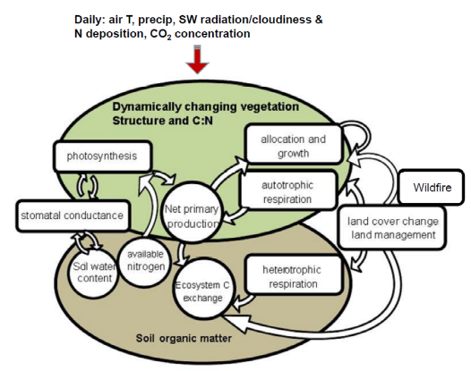 Components and relationships in the LPJ-GUESS model